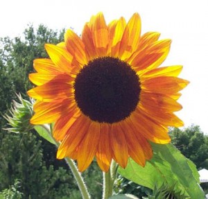 sunflower-001